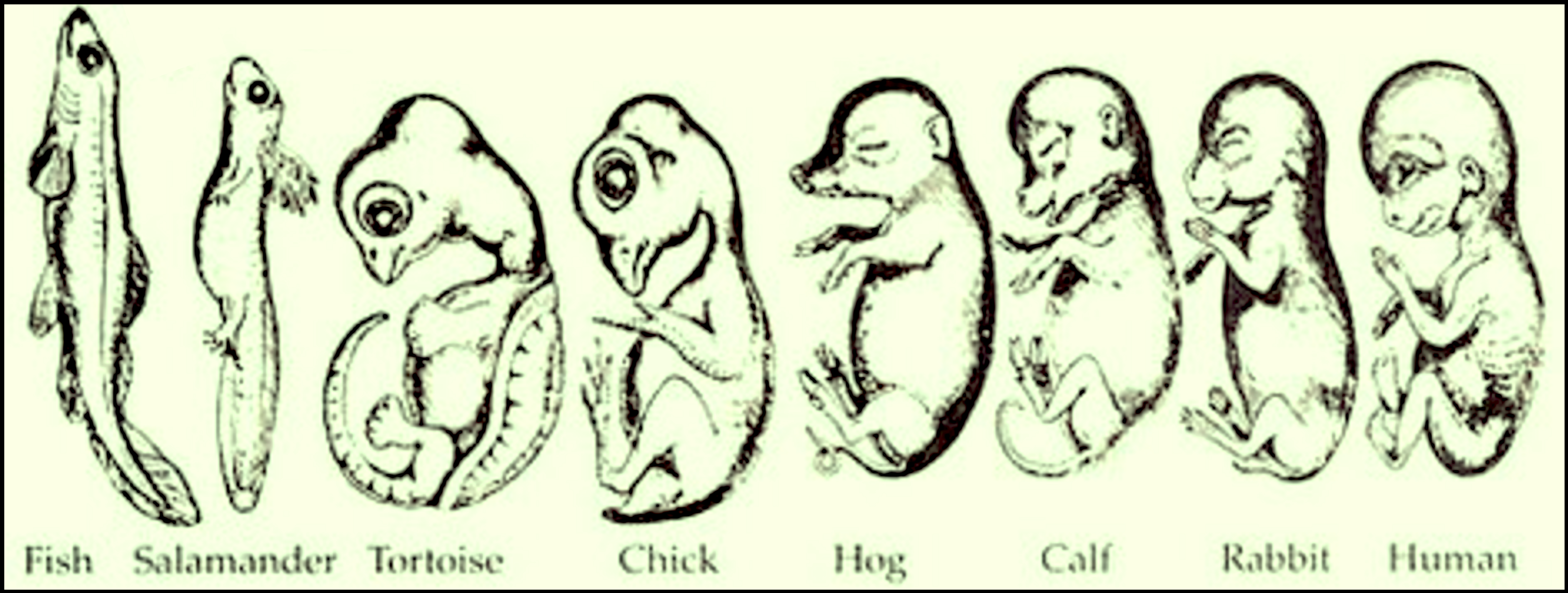 Histologia e Embriologia Animal Comparada